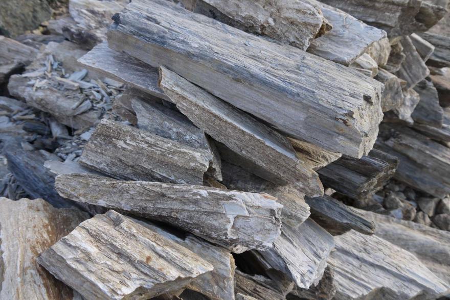 Ландшафтный камень - Окаменелое дерево - 1